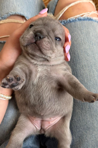 Immagine Bulldog francese